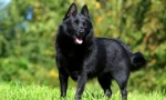 Schipperke (foto): malý a odvážný stráž, veselý přítel